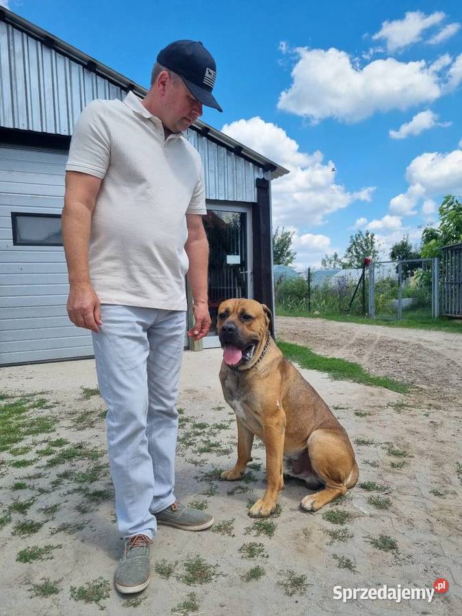 Cane Corso