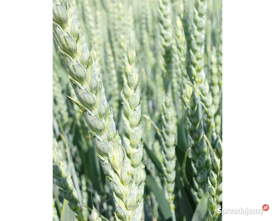 Pszenica jara kwalifikowana C1 Harenda przewódka wielkopolskie Mieleszyn