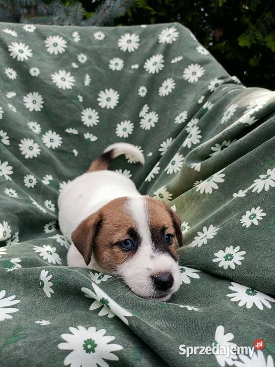 Wzorcowe Jack Russell terrier rodzice rodowód Krapkowice