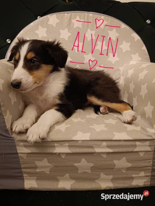 Owczarki szkockie Olsztynek