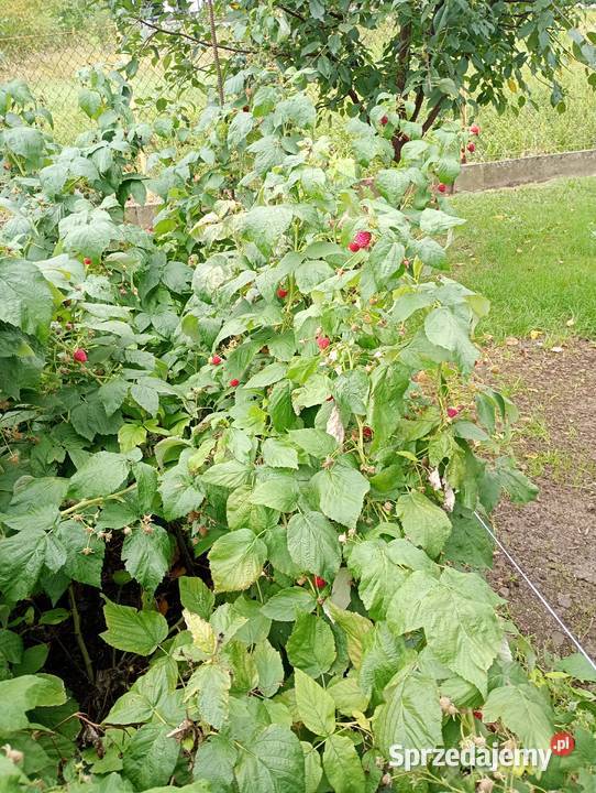 Sadzonki maliny całorocznej Polana prosto z Rzeszów sprzedam