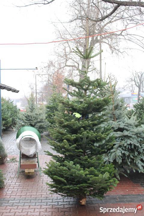 choinka z dowozem Rośliny mazowieckie Warszawa