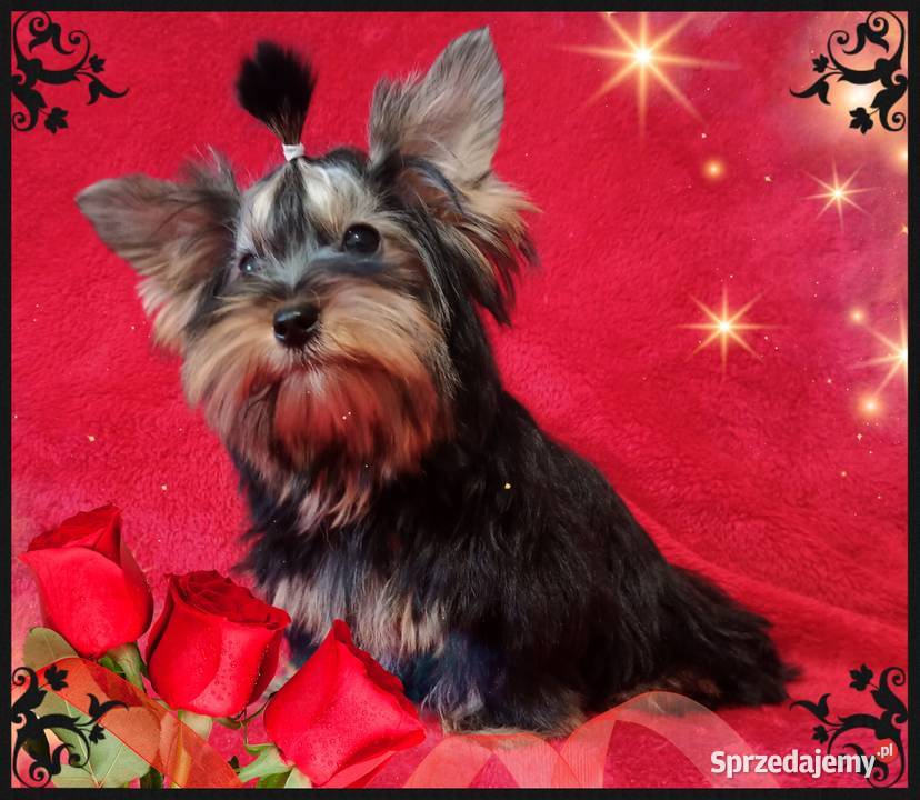 Piękny York Do odbioru Kraj i Zagranica RODOWÓD