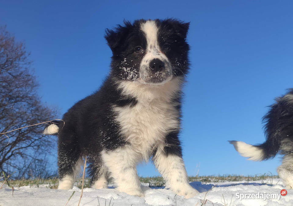 Szczeniak Suczka BORDER COLLIE z Hodowli Rasowa