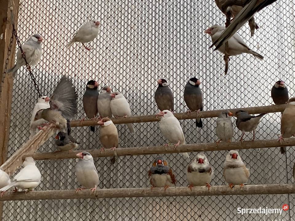 Sprzedam ryzowce Stary Olesiec