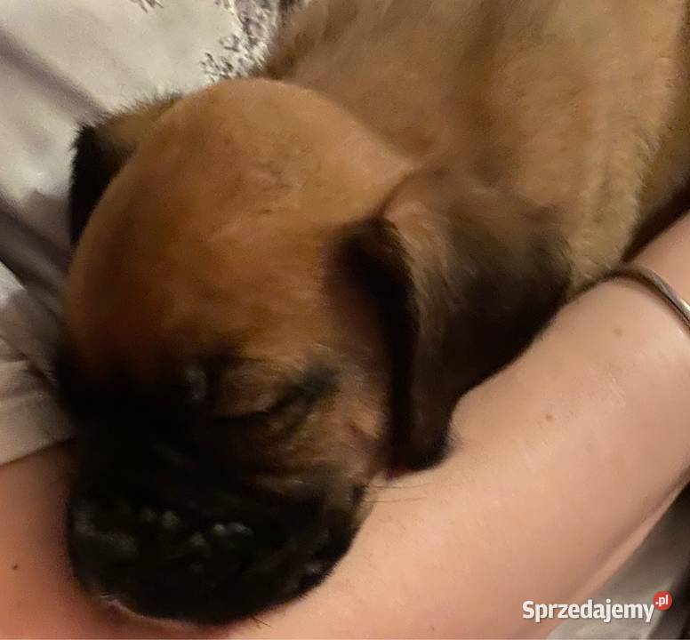 Bokser Szczeniak Ruda Śląska