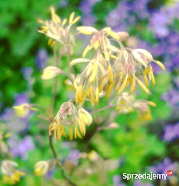 RUTEWKA MNIEJSZA Adiantifolium sadzonki w sprzedam