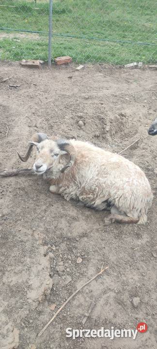 Sprzedam kozy owce i barana Goździk sprzedam