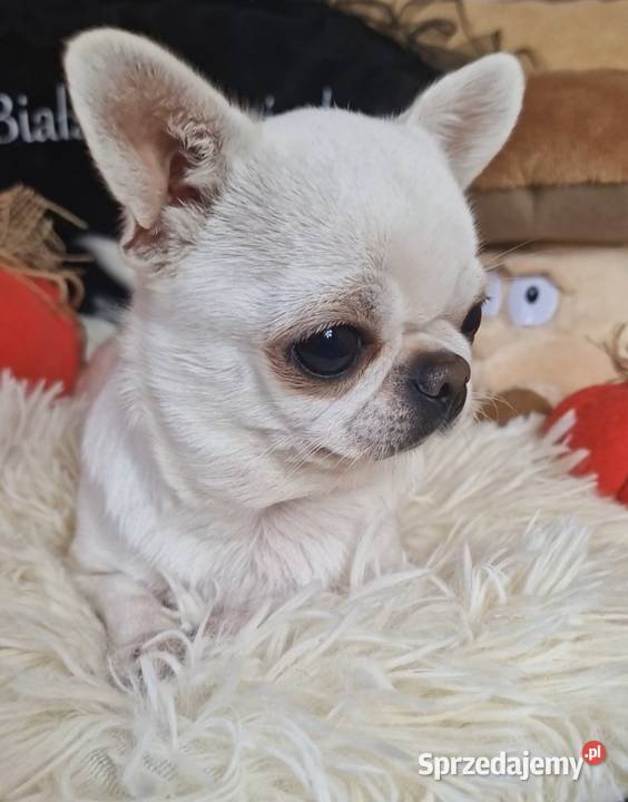 Chihuahua mini mini chłopczyk Złocieniec sprzedam