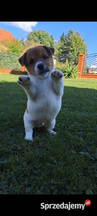 Szczenięta ZKwP FCI Jack Russell Terrier Osobnica