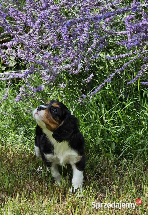 Cavalier King Charles Spaniel szczenię FCI Cavalier King Charles Spaniel