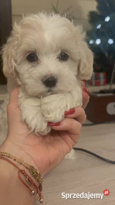 Maltipoo piesek biszkoptowy F1 Pozostałe śląskie sprzedam