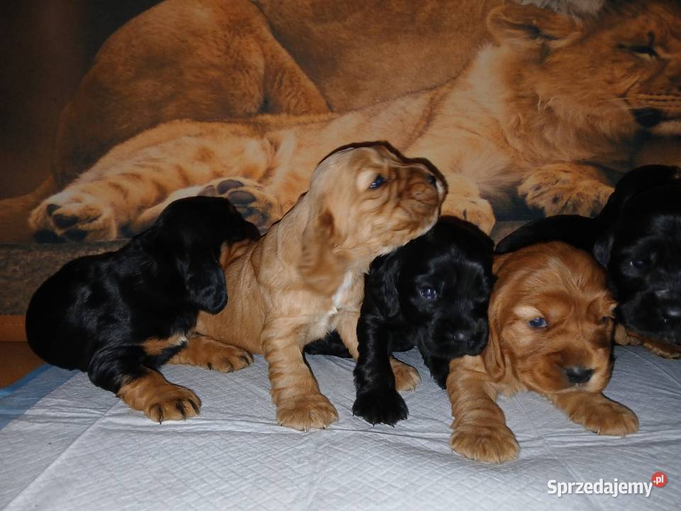 Śliczne Szczenięta Cocker Spaniel Angielski