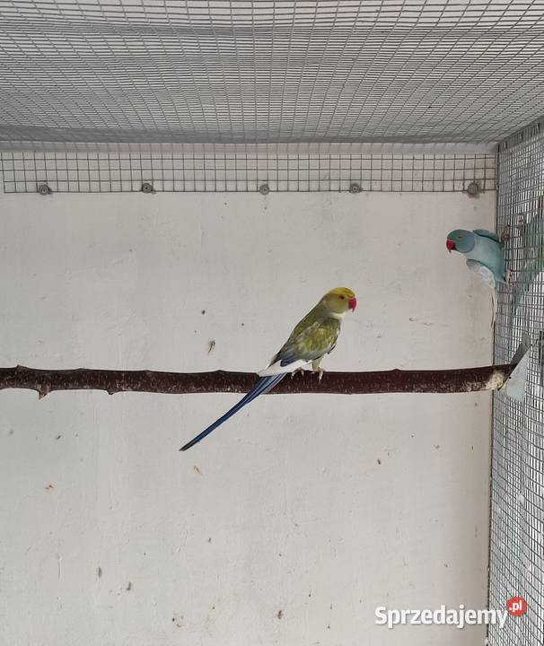 Papugi Aleksandretty obrożne para z młodymi Boguchwałowice