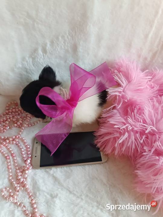 Chihuahua chłopiec samiec dlugowlosy Inowrocław