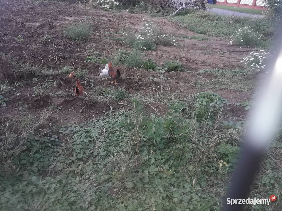 Mlode kogutki Czarnocin