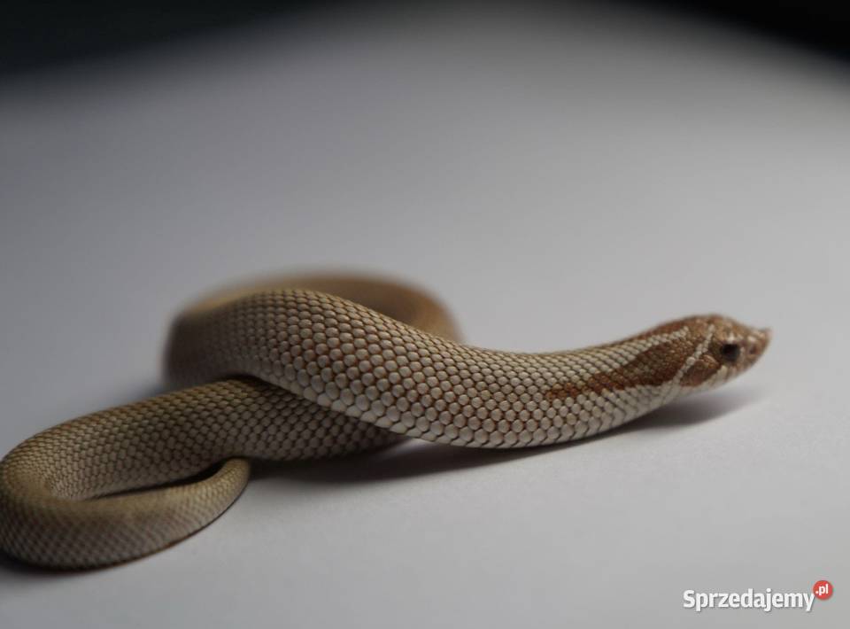 Wąż Heterodon nasicus Toffee Superconda Samica Gdańsk