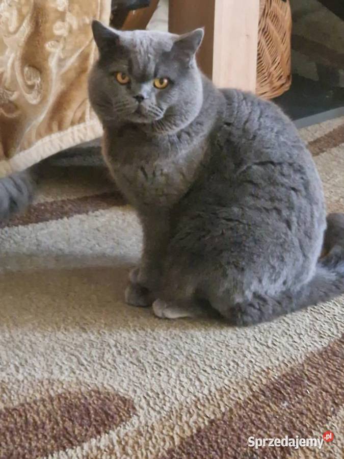 Brytyjskie kotka niebieska Szamotuły sprzedam