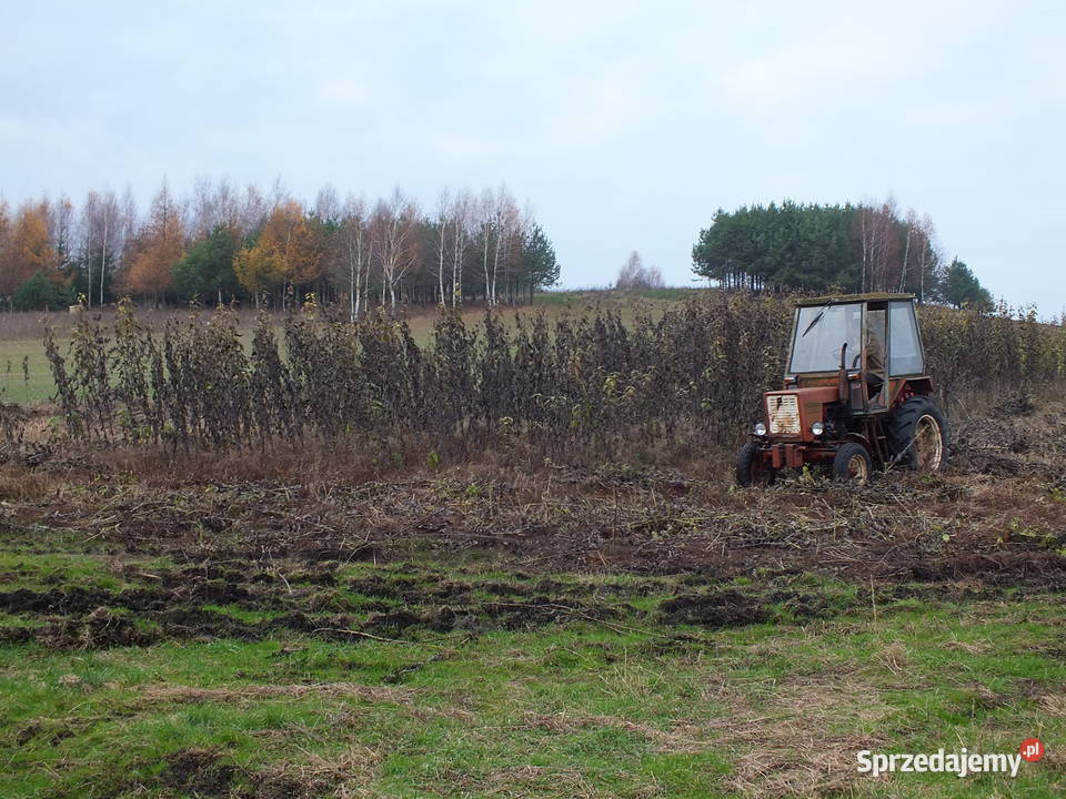 Sprzedam topinambur naturalny Ozierany Małe
