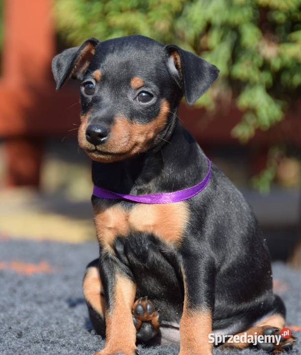 Pinczer miniaturowy szczenięta Zkwp Łochów