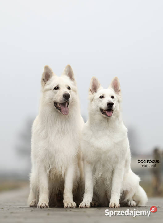 Biały Owczarek Szwajcarski FCIZKwP Warszawa sprzedam