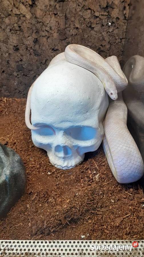 Wąż zbożowy czaszka do terrarium Gady i płazy Gliwice