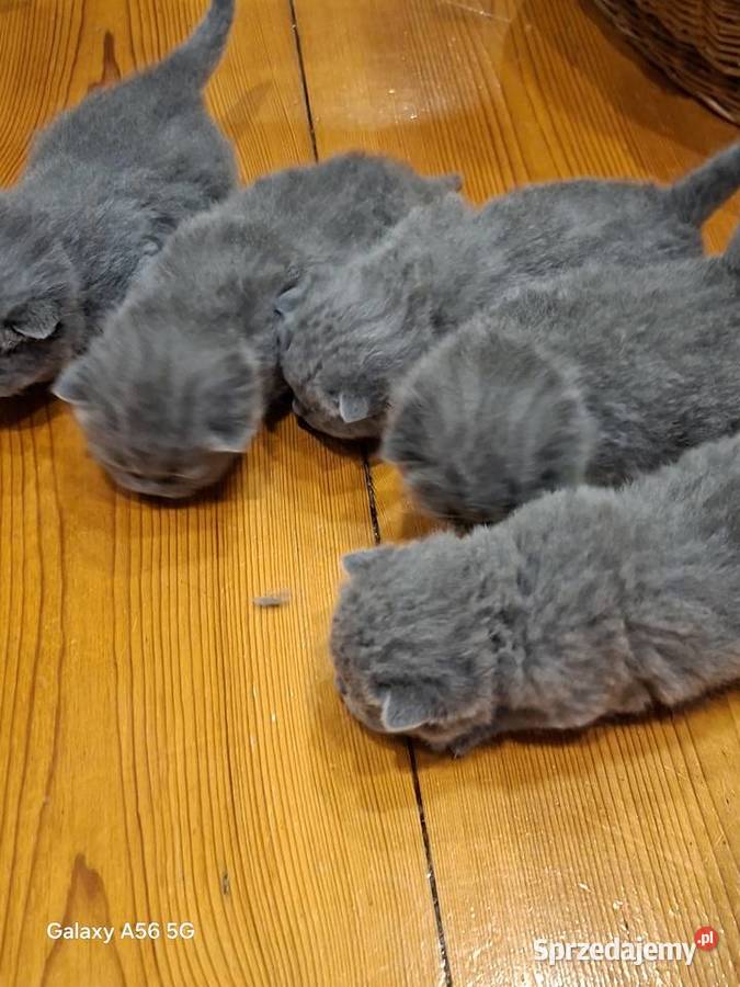 Kotka Brytyjska niebieska krótkowłosa Świebodzin