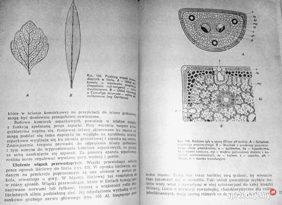 Botanika ogólna Wilhelm Nultsch Chełm