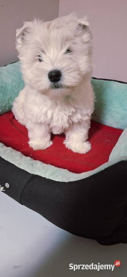 West Higchland White Terrier Przysucha