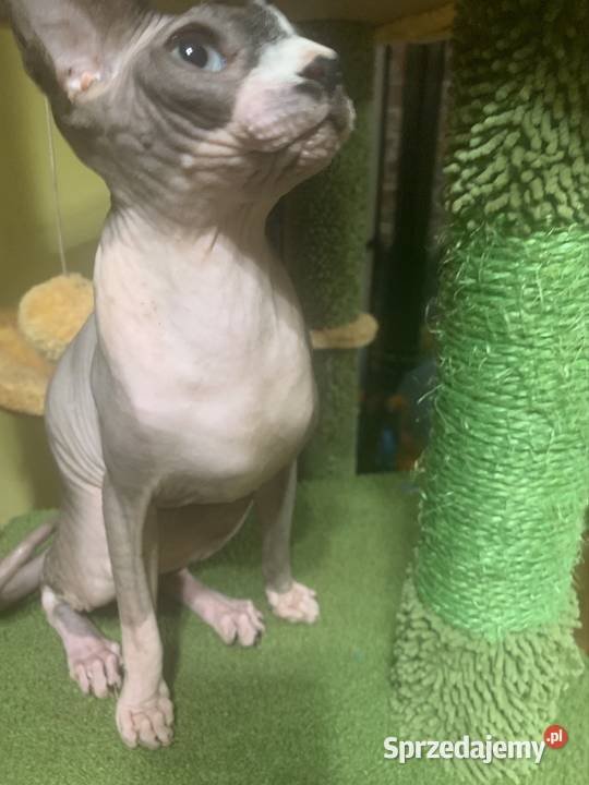 Sfinks Kanadyjski Koteczka do odbioru Rodowód Leszno