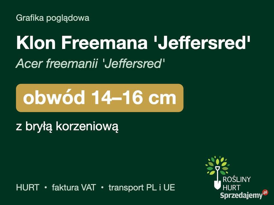 Klon Freemana Jeffersred obwód 1416 z bryłą HURT
