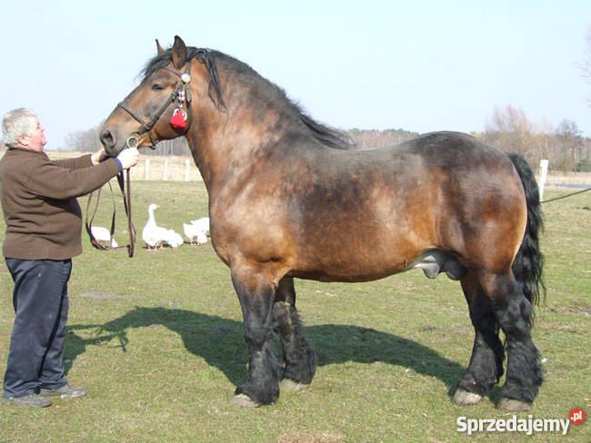Sprzedam konia zimnokrwistego Kozinki