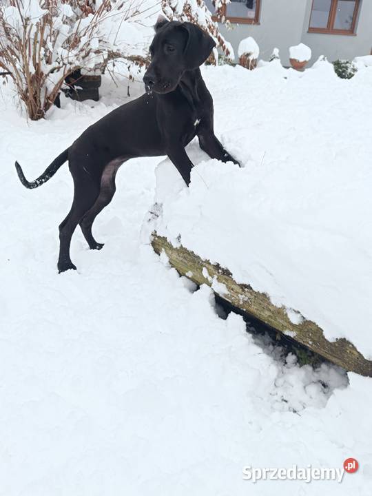 Dog niemiecki Słopnice sprzedam