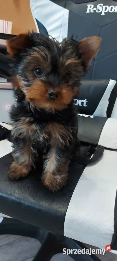 sunia yorkshire terrier York sprzedam