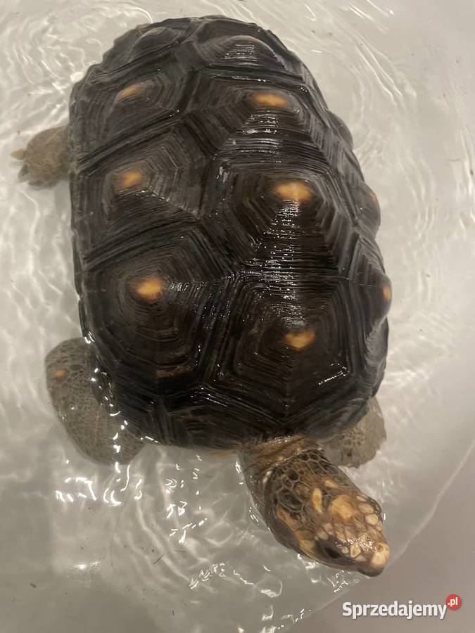 Piękny Żółw Żabuti łódzkie Łódź