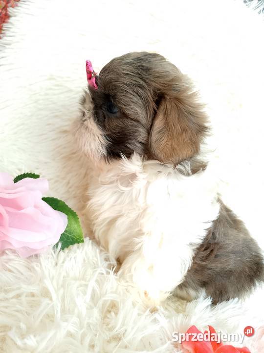 Gotowa do odbioru suczka rasy ShihTzu Kępno sprzedam