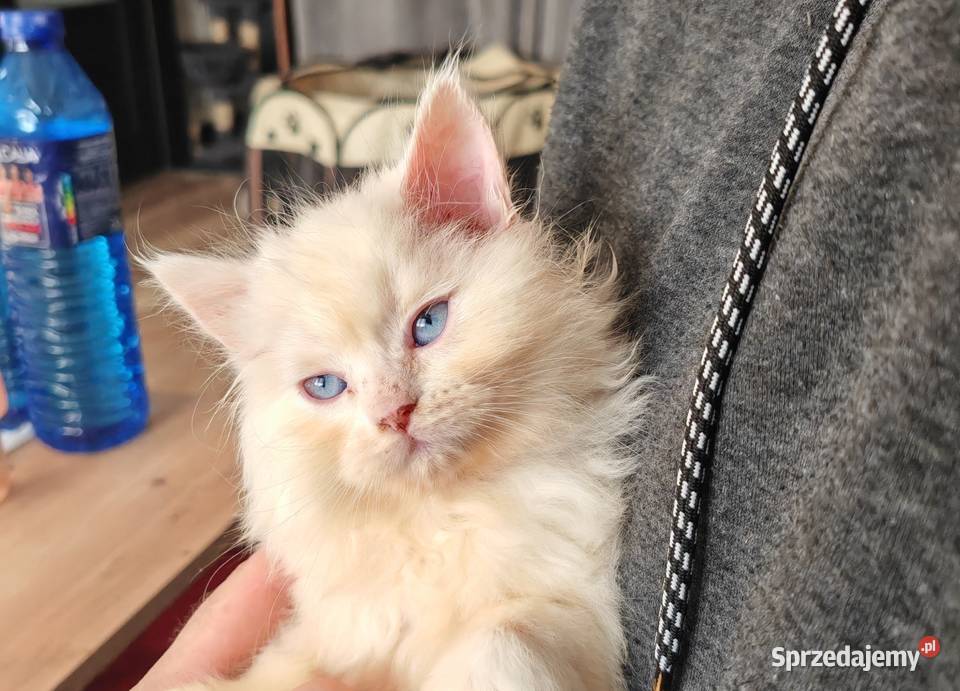 Pers Persy kot kotka mazowieckie