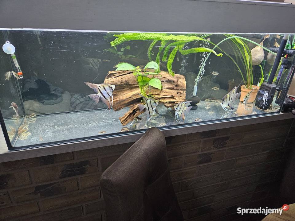 Sprzedam akwarium 180l