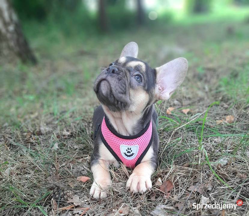 Buldog francuski przepiekne suczki Pabianice