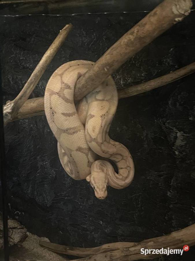 Pyton królewski razem z terrarium Bluszczów