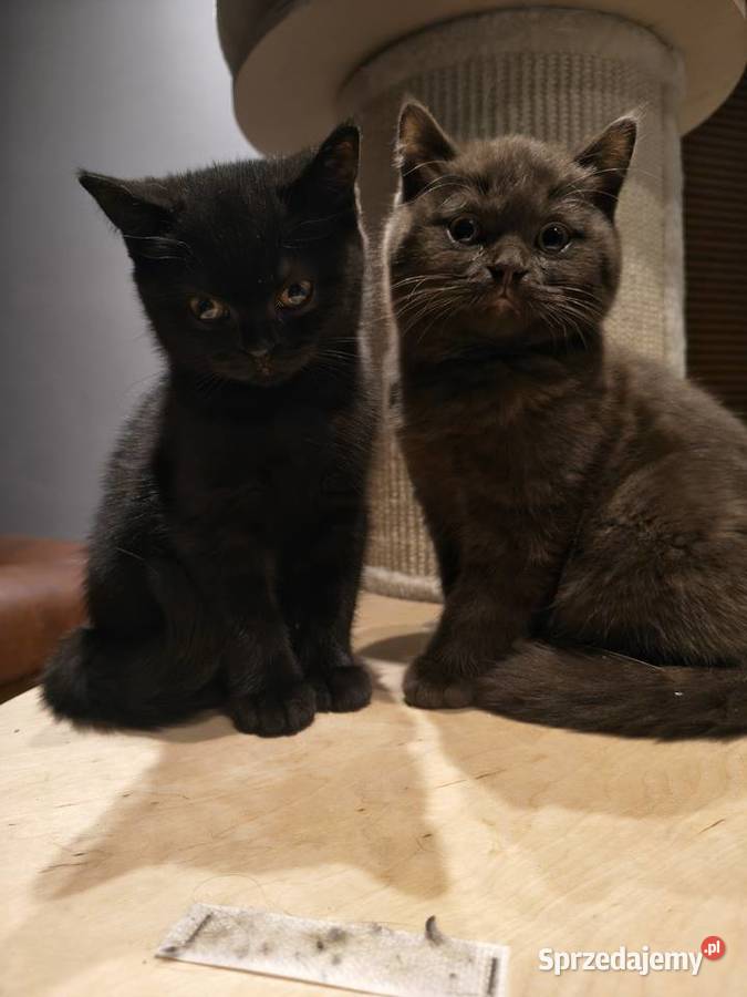 Kotka brytyjska BARBI z rodowodem FPLFIFe gotowa Przemyśl