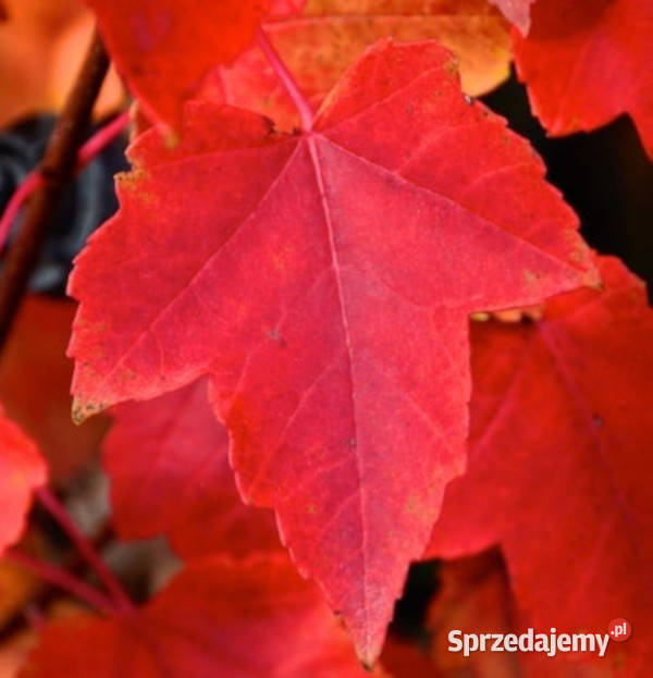 KLON CZERWONY Acer rubrum NASIONA 2000 sztuk