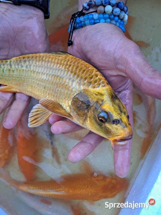 Karp koi 1625 sprzedam