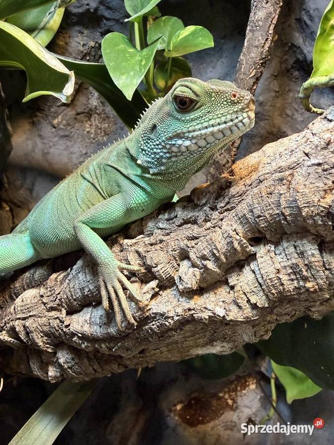 Agama Błotna jaszczurka zielona Gady i płazy mazowieckie