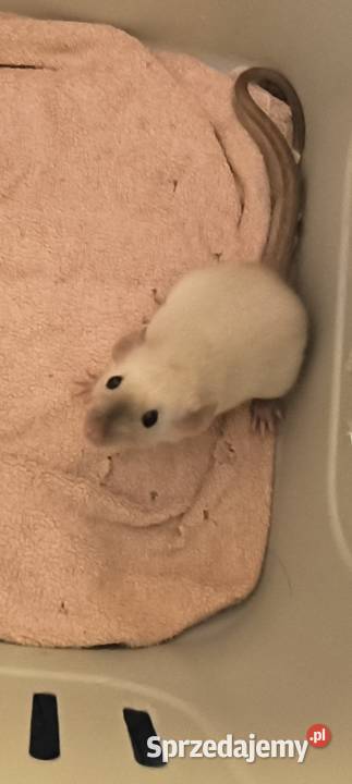 Szczury Dumbo Syjamskie Rasowe dolnośląskie sprzedam