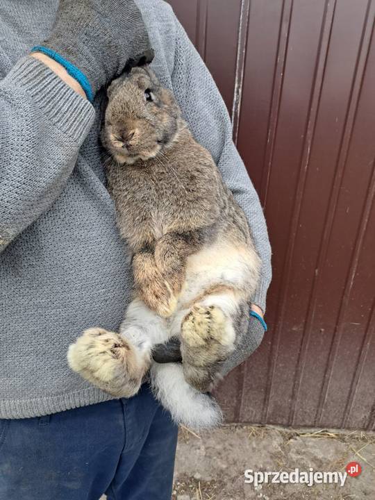Król Olbrzym Belgijski 05 roczny mazowieckie Sanniki
