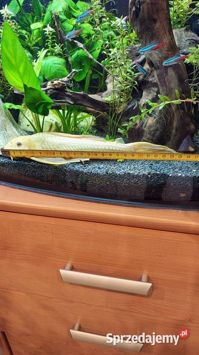 Samica zbrojniki 37 Toszek