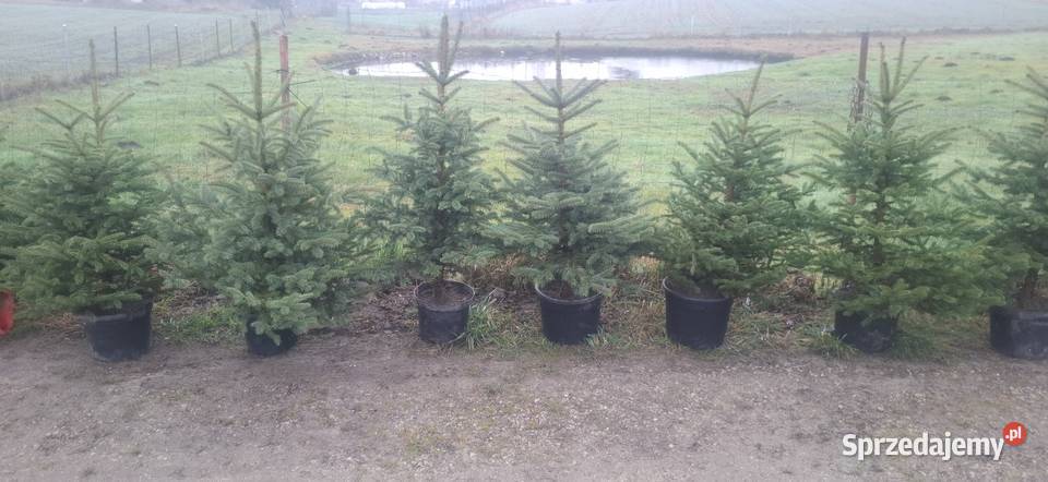 Jodla kaukaska choinki świerk doniczka Kościerska Huta sprzedam