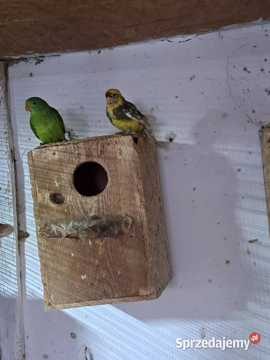 Sprzedam papugi Jędrzejów sprzedam