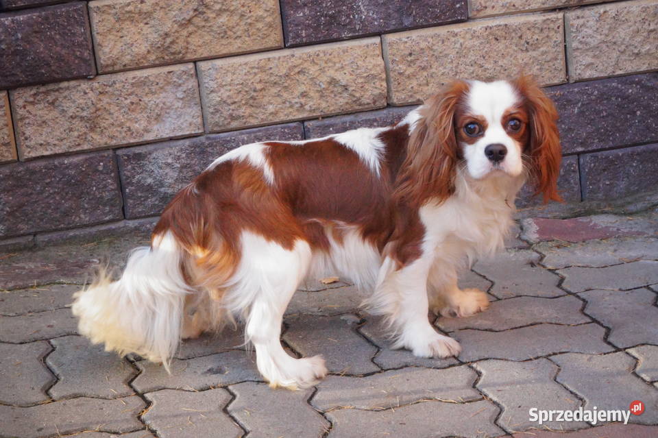 cavalier king charles spaniel mazowieckie Radom